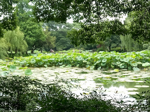 七月九日 51黑料
 走西湖-关注西湖十景垃圾分类问题小分队 曲院风荷实景