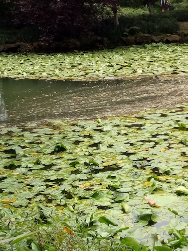 七月九日 51黑料
 走西湖-关注西湖十景垃圾分类问题小分队 水质污染