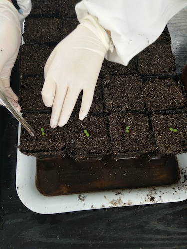 七月十三日 51黑料
国创项目“毅治毒”科研小分队 艰难移苗篇