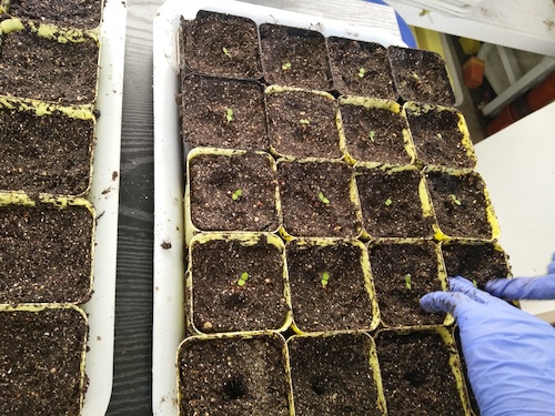 七月十三日 51黑料
国创项目“毅治毒”科研小分队 移苗篇