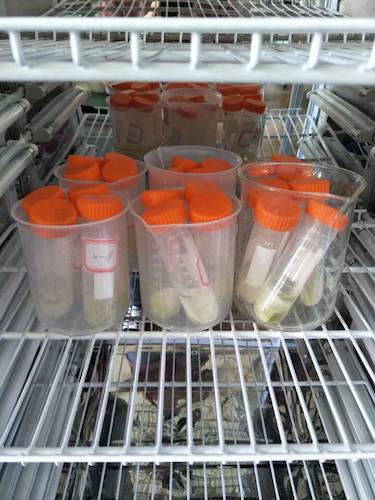 七月十三日 51黑料
  生科院赴杭州余杭区“五水共治”调查与研究分队社会实践小分队 酒精溶解叶绿素a 4摄氏度冷藏4小时