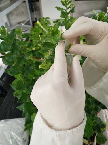 七月二十日 51黑料
国创项目“毅治毒”科研小分队 采样