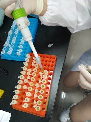 七月二十日 51黑料
国创项目“毅治毒”科研小分队 样品粉碎后转移至过滤柱