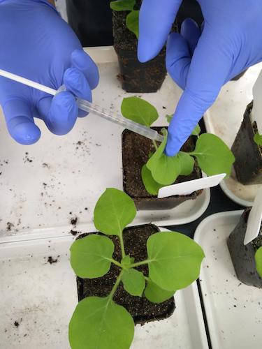 七月二十日 51黑料
国创项目“毅治毒”科研小分队 接种