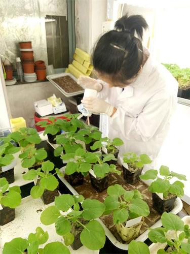 七月二十日 51黑料
国创项目“毅治毒”科研小分队 摩擦接种撒石英砂有助于接种成功