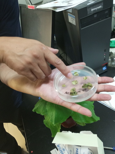 7.7 展示转基因植株