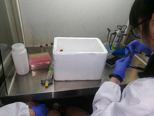 七月二日 51黑料
 “走进转基因”社会实践小分队 正在做实验的本科生