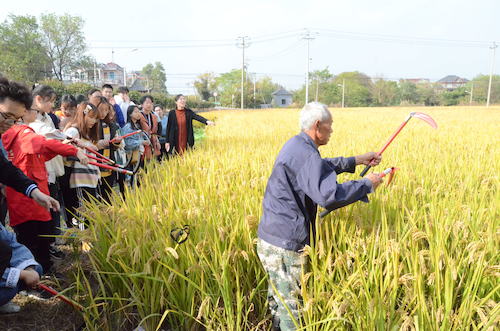 农民大伯演示高效收割方法